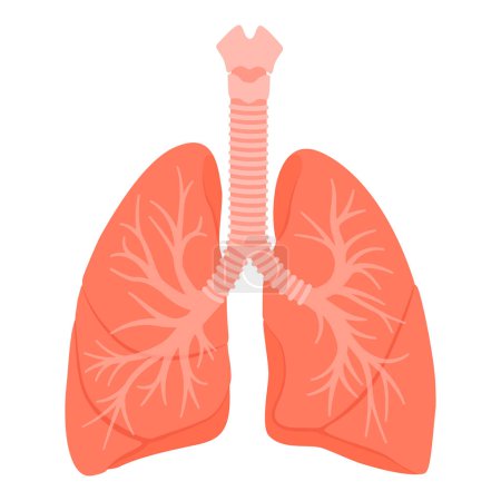 Illustrazione per Polmoni umani sistema respiratorio, medicina e concetto di assistenza sanitaria, isolati - Immagini Royalty Free