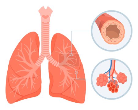 Illustration for Human lungs respiratory system, bronchi and alveoli: medicine and healthcare concept, isolated - Royalty Free Image