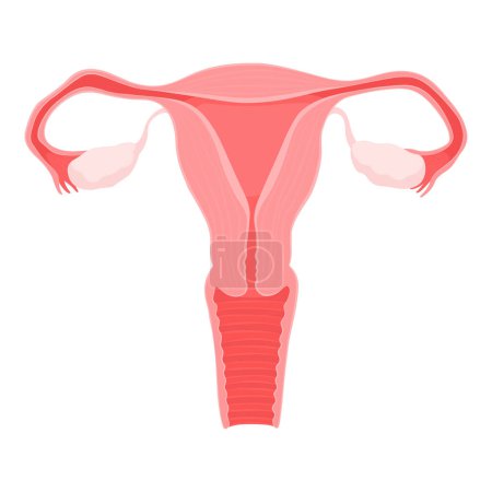 Ilustración de Sistema reproductivo femenino saludable, medicina y concepto de salud, aislado - Imagen libre de derechos