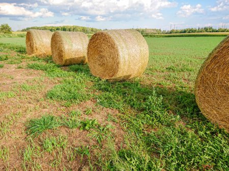 Photo for Pile of hay straw and rolls of hay bales for cows and other livestock animals. Round haystack straw dry grass rolls after harvesting season at countryside farm or ranch, autumn field harvest. - Royalty Free Image