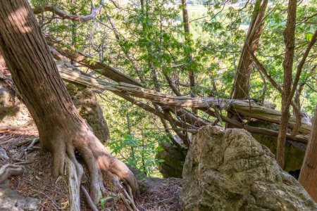 Téléchargez les photos : Aire de conservation de la pointe Rattlesnake. Maison à un écosystème unique avec des caractéristiques géologiques et écologiques uniques, falaises de calcaire abruptes, grottes de crevasses, talus et dépôts glaciaires. - en image libre de droit