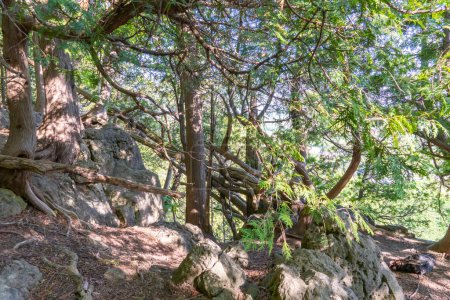 Téléchargez les photos : Aire de conservation de la pointe Rattlesnake. Maison à un écosystème unique avec des caractéristiques géologiques et écologiques uniques, falaises de calcaire abruptes, grottes de crevasses, talus et dépôts glaciaires. - en image libre de droit