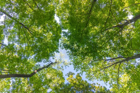 Téléchargez les photos : L'aire de conservation de la pointe Rattlesnake est la réserve de biosphère. Les arbres verts lèvent les yeux. Contenir un environnement naturel unique et diversifié à des falaises imposantes. Verdure à la campagne loin de Toronto. - en image libre de droit