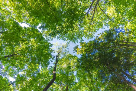 Téléchargez les photos : L'aire de conservation de la pointe Rattlesnake est la réserve de biosphère. Les arbres verts lèvent les yeux. Contenir un environnement naturel unique et diversifié à des falaises imposantes. Verdure à la campagne loin de Toronto. - en image libre de droit
