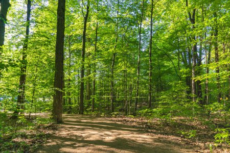 Téléchargez les photos : Rattlesnake Point Conservation Area hiking trail with green trees at summer. Natural view located in Ontario Canada. Outdoor activities and attractions for travellers visitors to enjoy. - en image libre de droit