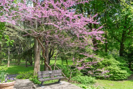 Banco Rosetta McClain Gardens bajo sombra hecho de árbol Redbud oriental o árbol Judas. Rodeado de flora de jardín. Pintoresco jardín público ubicado en Scarborough, Ontario, Canadá. Zona de Scarborough Bluffs.