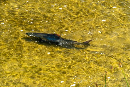 Photo for Big wild school of Chinook or Atlantic salmon in the river stream. Spawning salmon in shallow stream of Ganaraska River, Corbett's Dam, Port Hope, Ontario, Canada. - Royalty Free Image