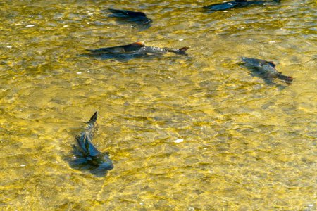 Photo for During the salmon spawning season, adult salmon make journey back to their original freshwater habitats. They swim upstream, battling strong currents and waterfalls to lay their eggs - Royalty Free Image
