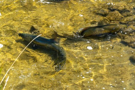 Photo for Big wild school of Chinook or Atlantic salmon in the river stream. Spawning salmon in shallow stream of Ganaraska River, Corbett's Dam, Port Hope, Ontario, Canada. - Royalty Free Image