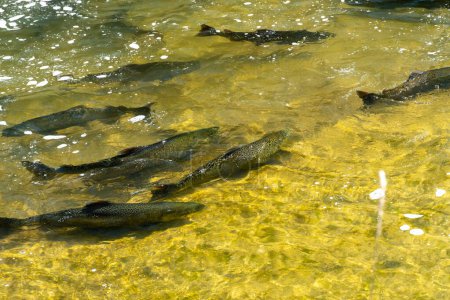 Photo for Chinook salmon migrating up the Ganaraska water river upstream for spawning place. Plenty of salmon fish spawn. Corbett's Dam, Port Hope, Ontario, Canada. - Royalty Free Image