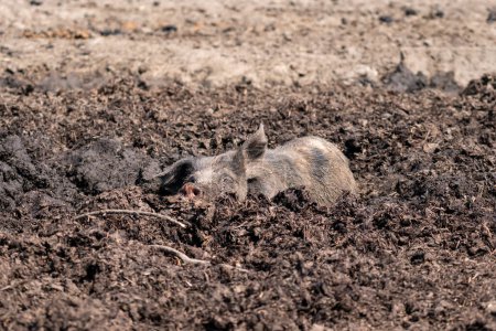 Photo for Cute and funny pig portrait, animal in the dirt at open farm, hot summer evening. Domestic pig livestock at free range. Livestock agriculture, environment, animal rights. - Royalty Free Image