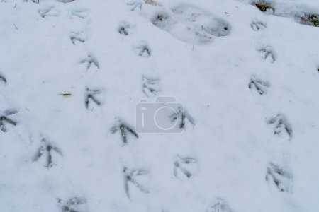 Photo for Duck and goose feet leave distinctive prints in the crisp, winter snow, marking their passage with webbed foot imprints. Birds tracks. - Royalty Free Image