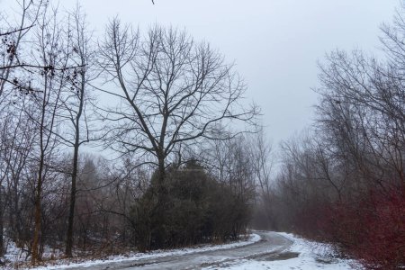 Téléchargez les photos : Brouillard mystique d'une soirée d'automne crépusculaire, les branches des arbres se enveloppent d'un voile énigmatique. La forêt est engloutie dans la fumée épaisse et la brume de la saison. - en image libre de droit