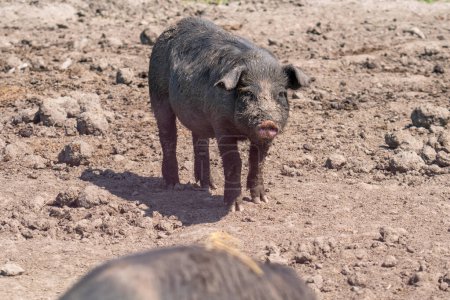 Cute and funny pig portrait, animal in the dirt at open farm, hot summer evening. Domestic pig livestock at free range. Livestock agriculture, environment, animal rights.