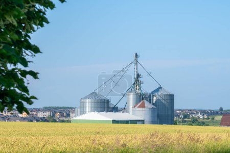 Madure el campo de trigo amarillo y la planta de molino durante el verano en el campo canadiense. Vista del campo de trigo agrícola con fábrica de molienda cerca. Granja de trigo y cultivos que se mueven desde el viento. Concepto alimenticio.