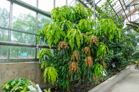 Botanical display of Mango tree leaves in Gage Park Tropical Greenhouse contains palms, ferns, orchids and tropical species. Popular destination for nature lovers for leisurely strolls. 