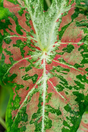 Botanical display of Caladium in Gage Park Tropical Greenhouse contains palms, ferns, orchids and tropical species. Popular destination for nature lovers for leisurely strolls. 