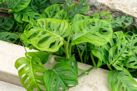 Botanical display of Swiss cheese vine or Monstera in Gage Park Tropical Greenhouse contains palms, ferns, orchids and tropical species. Popular destination for nature lovers for leisurely strolls. 
