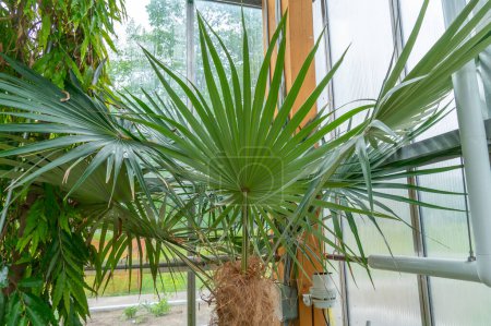 Botanical display of Coccothrinax tree leaves in Gage Park Tropical Greenhouse contains palms, ferns, orchids and tropical species. Popular destination for nature lovers for leisurely strolls. 