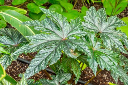 Botanical display of Begonia Gryphonin in Gage Park Tropical Greenhouse contains palms, ferns, orchids and tropical species. Popular destination for nature lovers for leisurely strolls. 