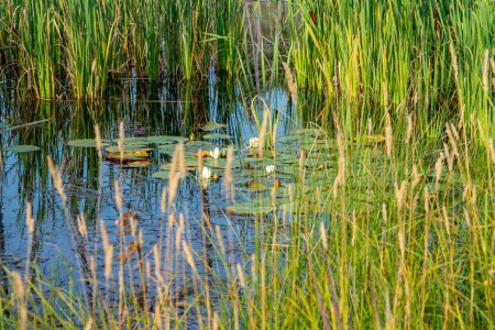 Wilde Feuchtgebiete mit grünen Lotusblättern, Sümpfe abseits der Straße in der Wildnis von Manitoulin Island, Northern Ontario, Kanada. Reisen und Abenteuer entdecken. Natürliche unberührte Landschaft und natürliche Schönheit.