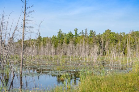 Wild wetlands with green lotus leaves, swamp off road in the wilderness of Manitoulin Island, Northern Ontario, Canada. Travel and exploring adventure. Natural untouched landscape and natural beauty.
