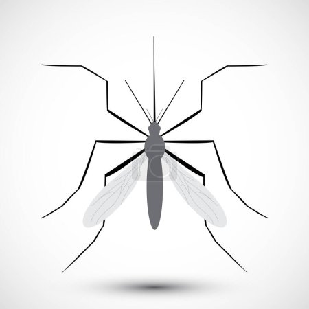 Téléchargez les illustrations : Mosquito illustré isolé. Nature Aedes Aegypti. Idéal pour l'éducation, l'information ou les conseils de santé connexes. Vecteur modifiable - en licence libre de droit
