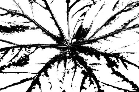 Vector trace of Caladium plant, leaf pattern ferns. Texture of tropical species plant. Black and white tropical flora. Exotic plant trace texture.