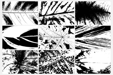 Illustration for Set of various vector traces of rainforest plants, leaf pattern ferns. Texture of different tropical species plants set. Black and white tropical flora. Exotic plant trace texture. - Royalty Free Image