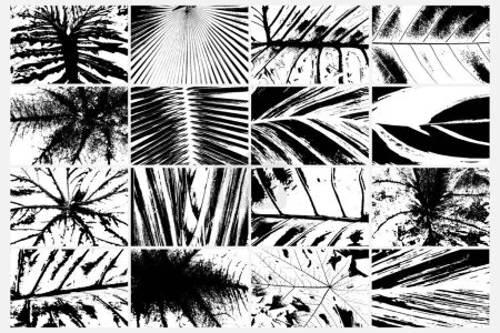 Ilustración de Conjunto de varios rastros vectoriales de plantas de la selva tropical, helechos patrón de hojas. Conjunto de texturas de diferentes especies tropicales. Flora tropical blanca y negra. Trazo de planta exótica textura. - Imagen libre de derechos