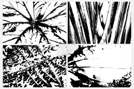 Collection of diverse vector traces depicting rainforest vegetation, including ferns and leaf patterns. Textures of various tropical plant species, in black and white. Traces of tropical plants.