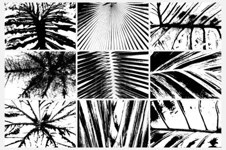 Set of various vector traces of rainforest plants, leaf pattern ferns. Texture of different tropical species plants set. Black and white tropical flora. Exotic plant trace texture.