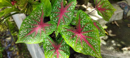 Photo for Beautiful background of an Caladium bicolor leaves in the park.Caladium bicolor with green leaves and red veins. High view - Royalty Free Image