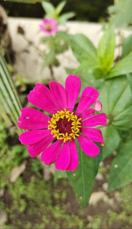 Photo for Zinnia elegans flower that bloom in front of the house, women like this flower to plant in their yard. Selective focus and top view - Royalty Free Image
