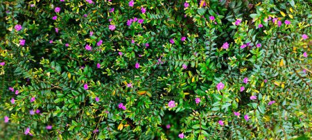 Photo for A small pink flower called Cuphea hyssopifolia blooms in the garden. Top view - Royalty Free Image