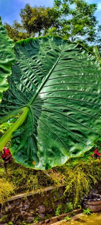 Photo for The large leaf of Alocasia macrorrhizos is also called Asian taro or giant erect elephant ear. Alocasia macrorrhizos is a healthy vegetable that lives in the tropics - Royalty Free Image