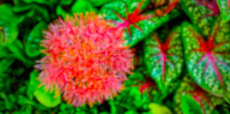 Photo for Blur background from very colorful flower and leaves photos - Royalty Free Image