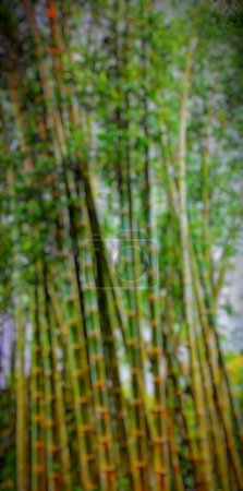 Foto de Macrothelypteris torresiana es una planta originaria del continente asiático, convirtiéndose en una planta exótica en el continente americano y partes de África. Enfoque selectivo y vista superior - Imagen libre de derechos