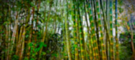 Photo for A background of clustered bamboo trees, looks beautiful and fresh - Royalty Free Image