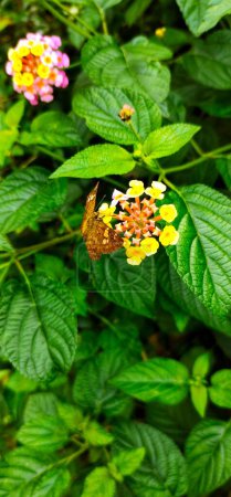 Téléchargez les photos : Portrait d'un papillon brun perché sur une fleur, sur fond de feuille verte - en image libre de droit
