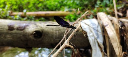 Téléchargez les photos : Photo d'une libellule de rivière accrochée à une branche d'arbre sec - en image libre de droit