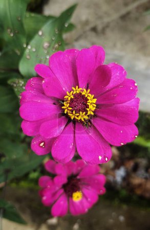 Téléchargez les photos : Zinnia haageana est le nom scientifique de cette plante à une fleur, Photo prise dans le parc avec un angle supérieur - en image libre de droit