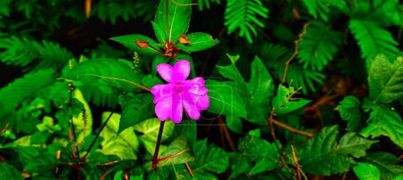 Photo for Photo of Impatiens hawkeri flower photographed around the river bank, photo taken from the top angle - Royalty Free Image