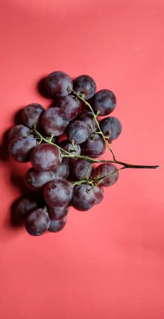 Foto de Vitis vinifera recién recogida del jardín, fotografiada desde un ángulo lateral y con un fondo rojo - Imagen libre de derechos