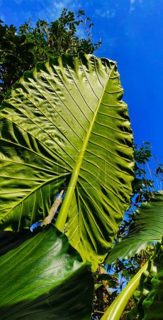 Photo for The big green leaves are named the Elephant Ear plant. The Alocasia macrorrhiza plant is a healthy vegetable. Alocasia macrorrhiza is often also called Asian taro - Royalty Free Image