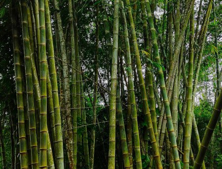 Foto de Hermoso bosque con árboles de bambú - Imagen libre de derechos