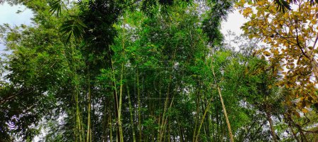 Téléchargez les photos : Belle forêt tropicale verte - en image libre de droit