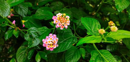 Téléchargez les photos : La combinaison de couleurs dans les fleurs de camara Lantana produit de belles couleurs - en image libre de droit