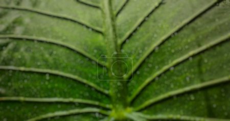 Foto de El desenfoque de fondo de Alocasia macrorrhizos tiene hojas verdes llamadas la planta del oído del elefante. La planta de Alocasia macrorrhiza es una verdura saludable. - Imagen libre de derechos