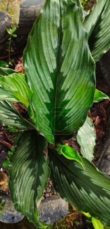 Foto de La rotonda de Kaempferia es una planta típica en Asia, más precisamente en Indonesia. Esta planta tiene muchos beneficios en el campo médico, uno de los cuales se utiliza como medicamento a base de hierbas y suplemento de resistencia para prevenir el virus Covid-19. - Imagen libre de derechos